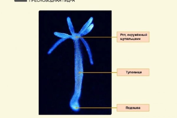 Купить гашиш экстази мефедрон